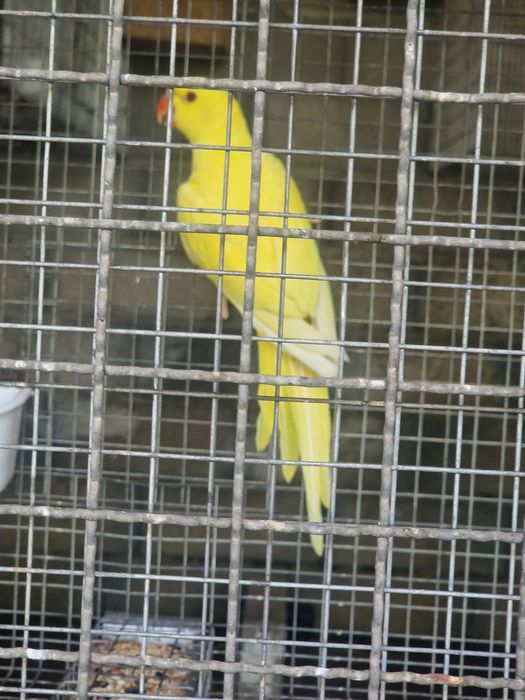 Ring Neck Amarelo + um para criar mao