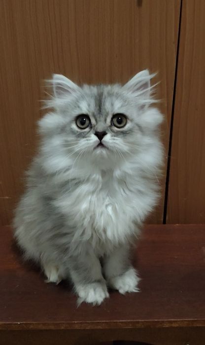 серебристая шиншилла серого пепельного котёнка