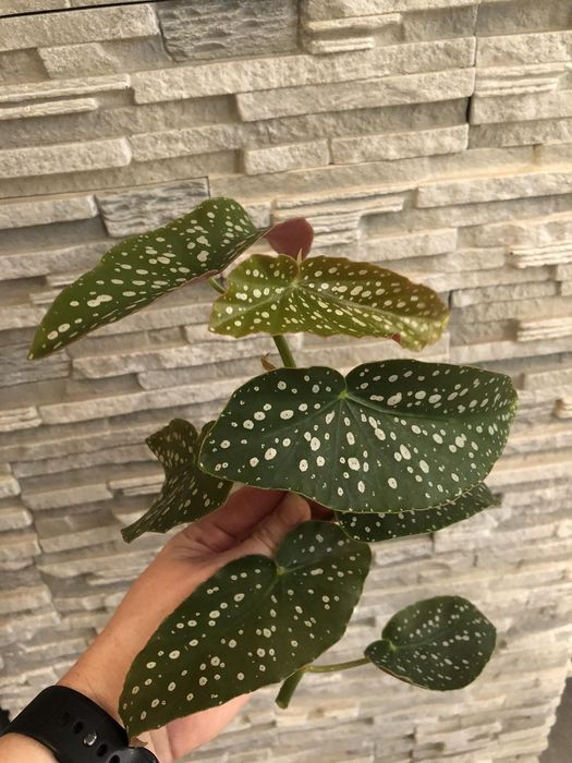 Продам красивые растения сингониумы))!