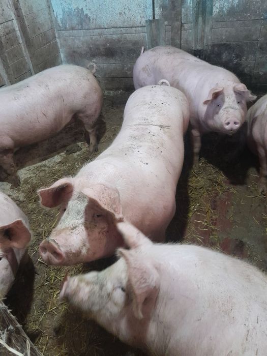 Продам свиней мʼясників