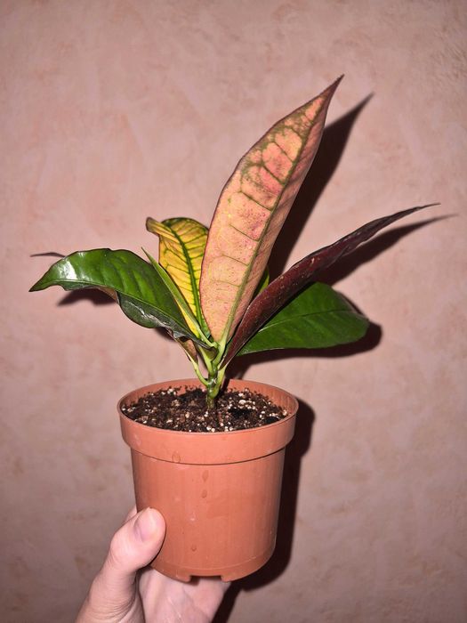 Кротон Місіс Айстон Codiaeum Mrs Iceton