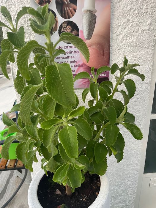 Planta Medicinal Boldo do Brasil