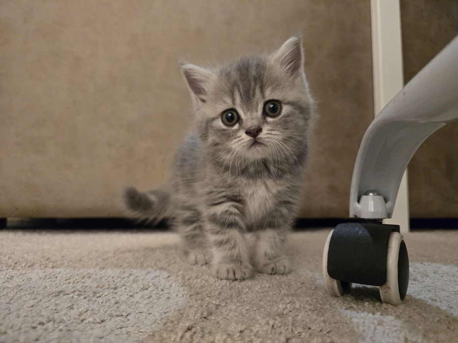 Gatinha Scottish Straight Silver Tabby