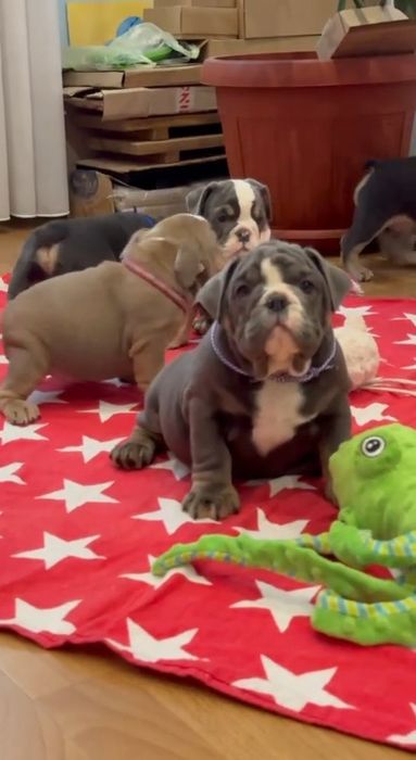 Blue tan  Английский бульдог