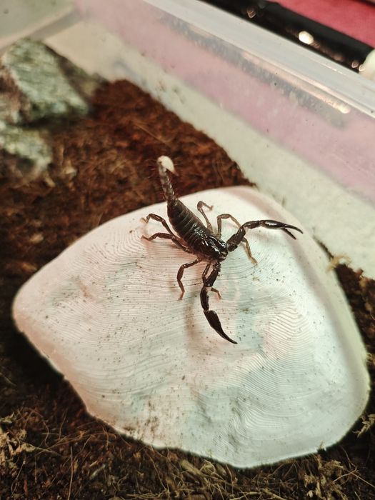 Heterometrus spinifer L3/L4 skorpiony