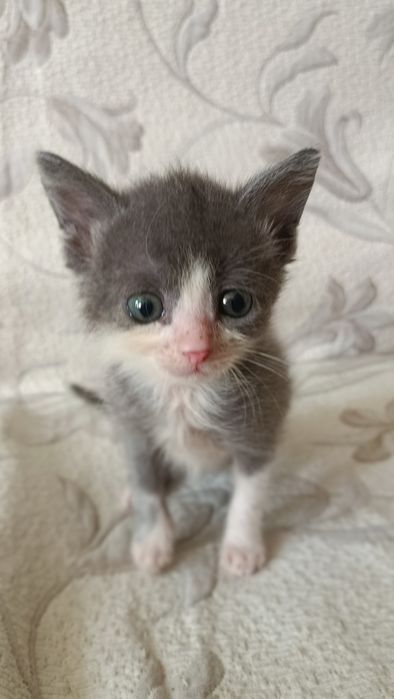 Котенята безкоштовно майже 2 місяці