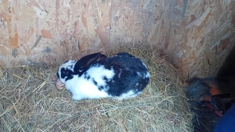 Sprzedam królika samca