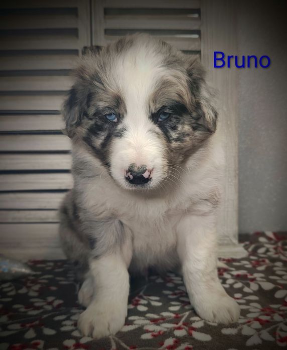 Border collie piesek Blue merle przebadani rodzice do odbioru