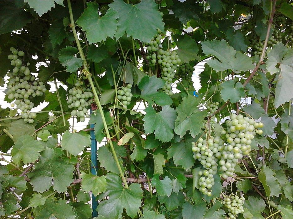 Продається господарство з невеликим будинком та землею 0.83 га. в селі