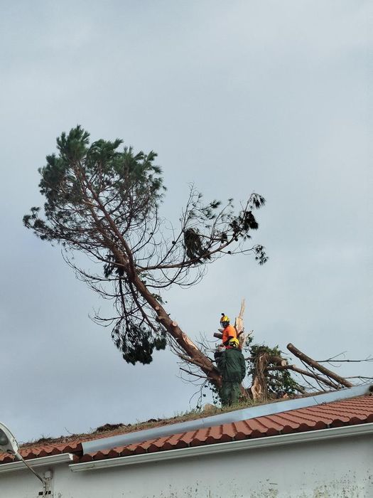 corte de arvores dificeis arborista /jardins/ limpeza terrenos