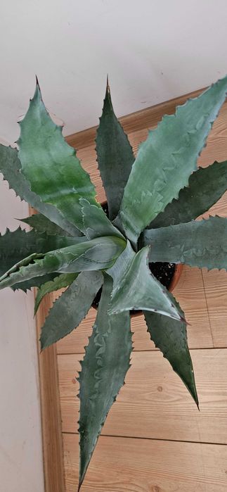 Agawa amerykańska / agave americana Blue ok. 55–60 cm