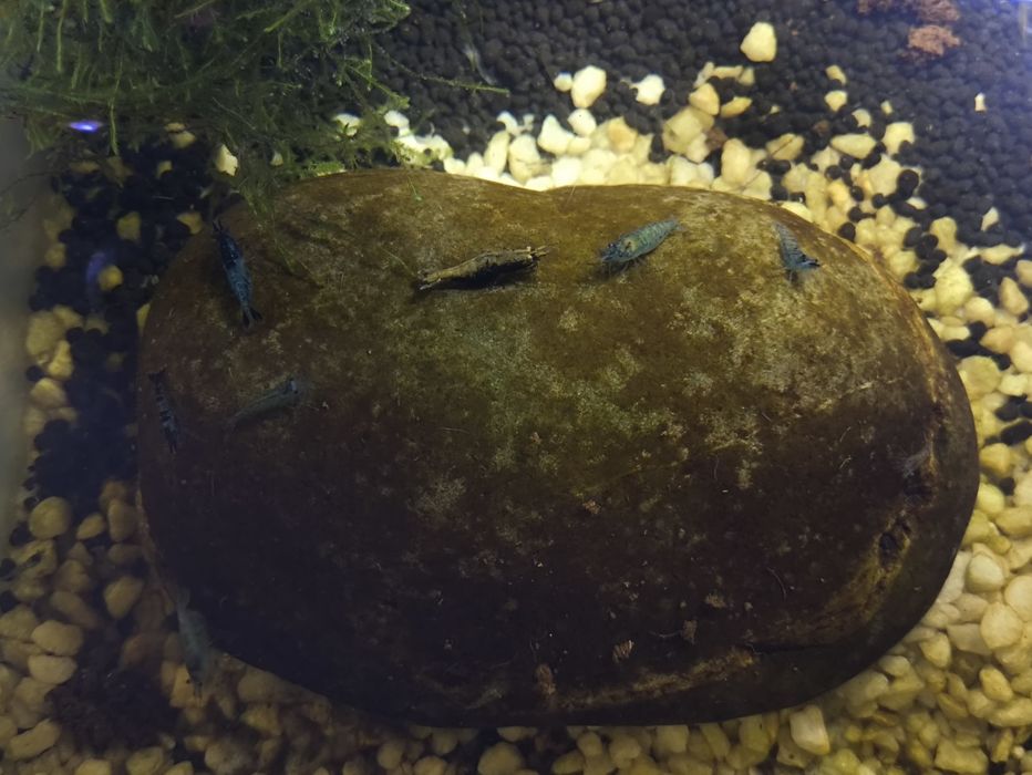 Neocaridina várias cores