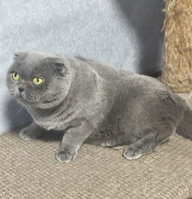 Шотландська дівчинка