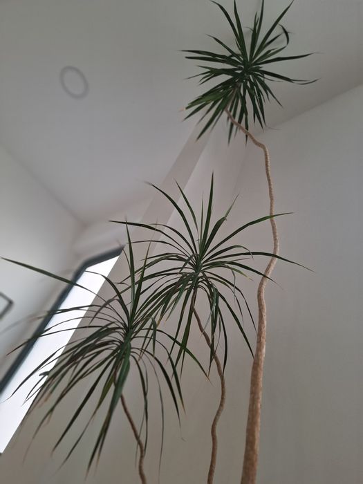 Planta Dracaena marginata