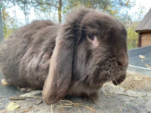 Królik samce Srokacz i Baran