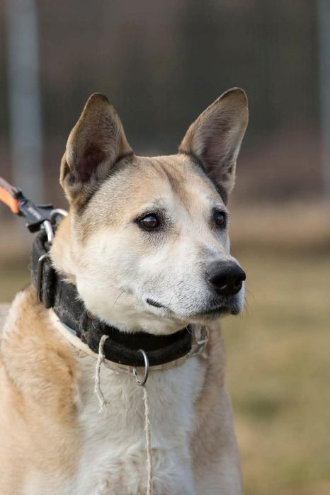 Kochany Lobo w typie TTB do adopcji!
