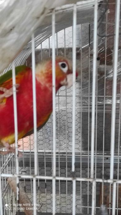 Pyrruras e rosicoller para criar á mão