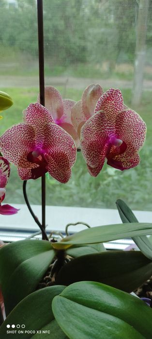 Продам домашнюю орхидею Ред Сизам