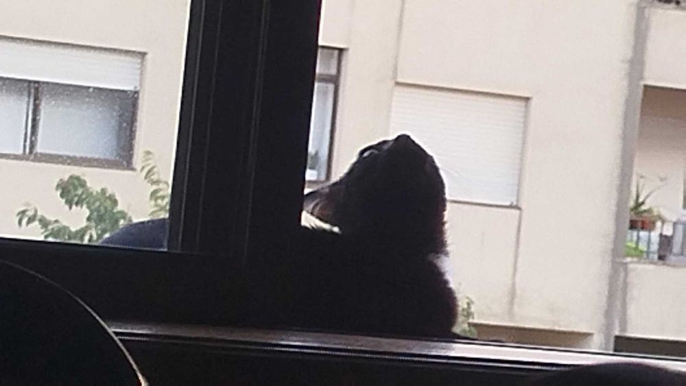 Gatinha bebé para adoção responsável. URGENTE
