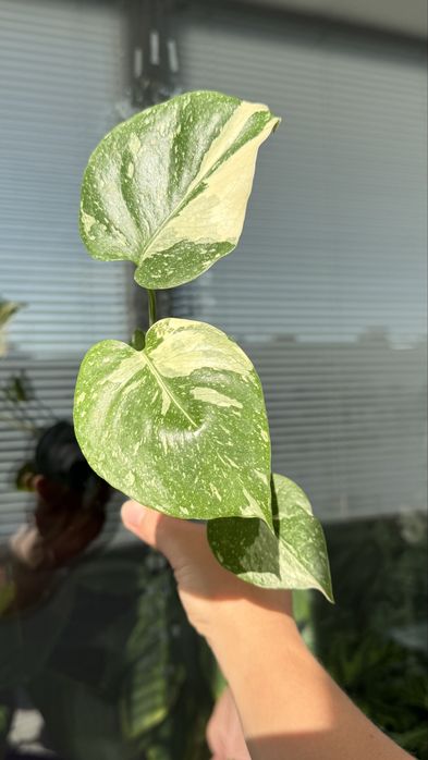 Монстера Тайське Сузірʼя / Monstera Thai Constellation