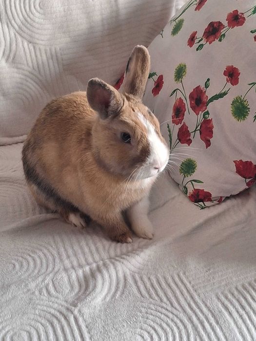 Królik domowy piękny zadbany