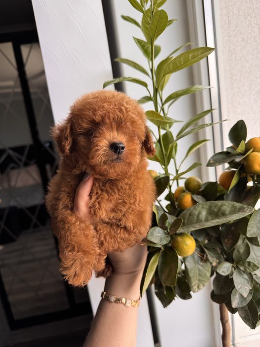 Кукляшний малючок 3міс мальтіпу ред браун