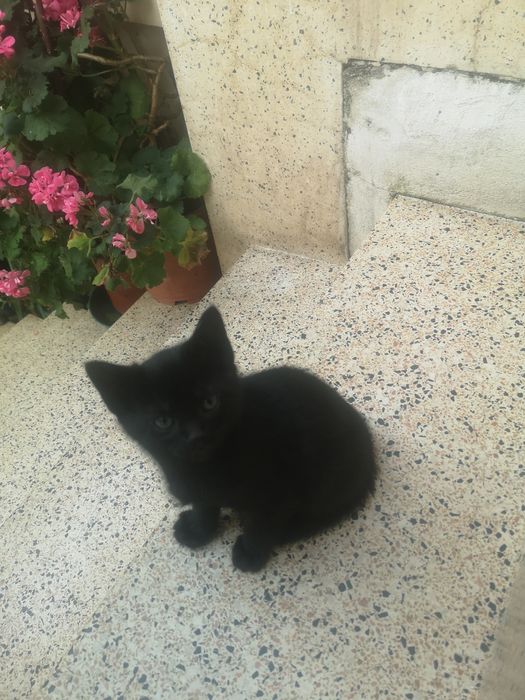 Bebé Gatinha para adopção