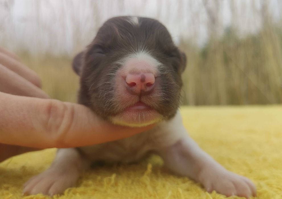 Piękny czekoladowy BORDER COLLIE z pełną dok. super rodzice - przebadani