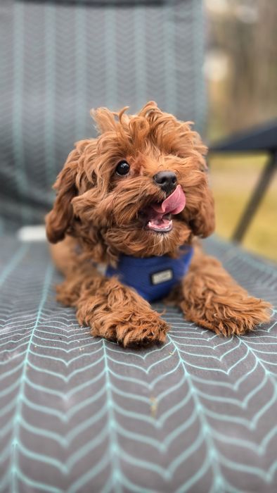 Cavapoo F1b samiec