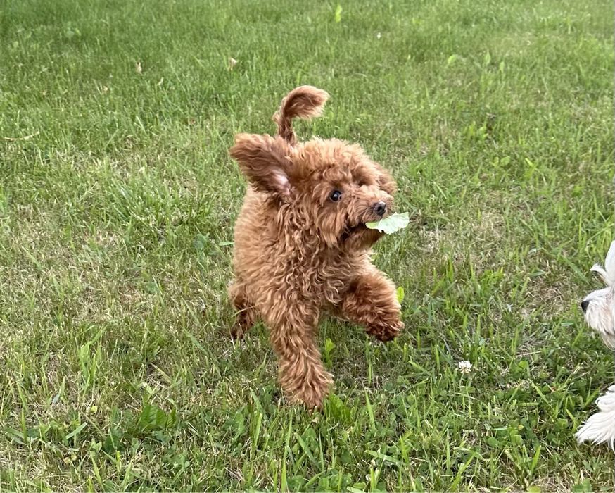 Вʼязка той-пудель