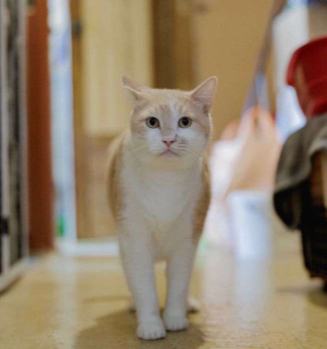 Ніжний Персей (2 роки) мріє про добрих господарів. Кастрований. Кот