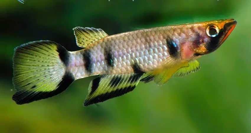 Epiplatys dageti Szczupińczyk dageta