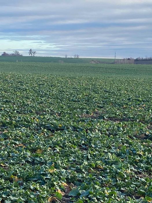 Продам пай 4 га Порозове, казковий краєвид, оточений лісом