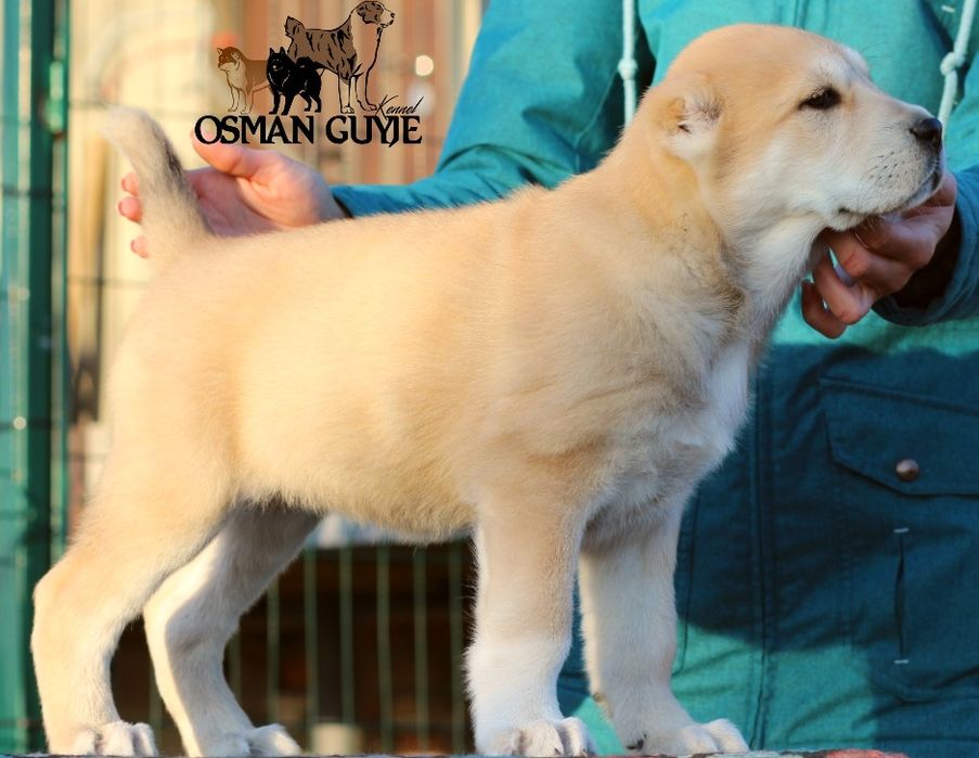 Класнюча дівчинка алабай розплідник