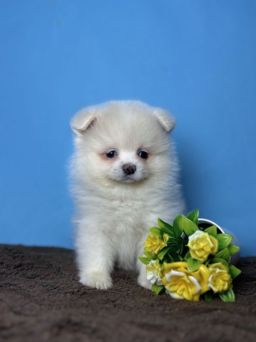 Кмітливий померанчик