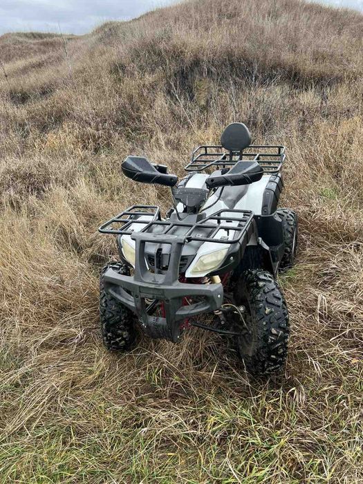 Kayo bull Forte bull