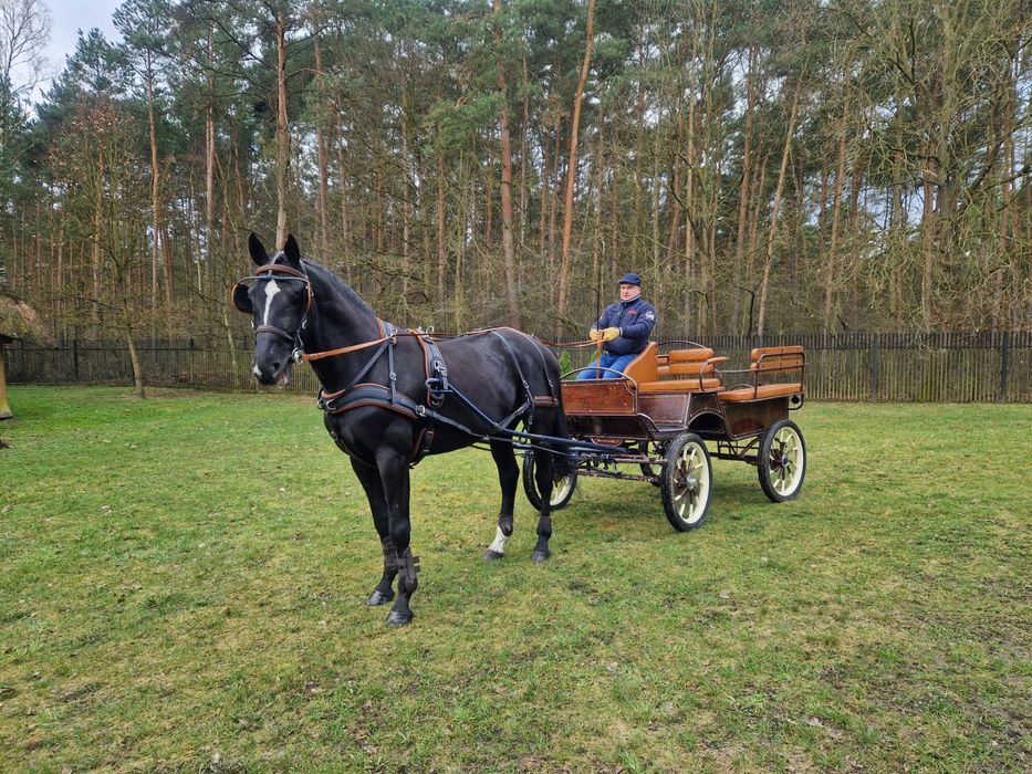 Ogier Wielkopolski Wybryk-MT dotacyjny