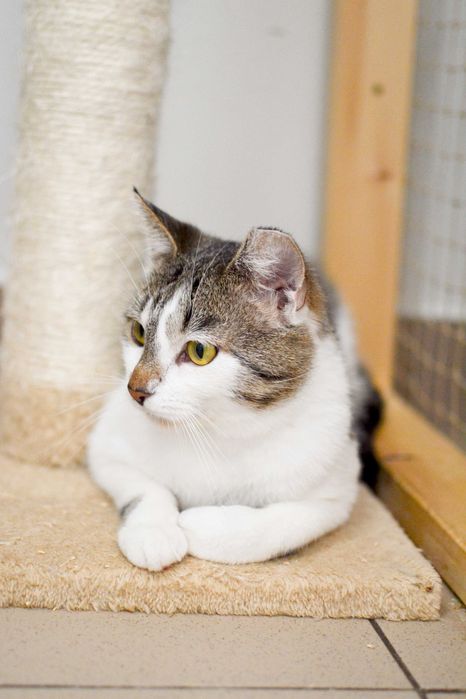 Boguś - przyjazny, towarzyski kot do adopcji!