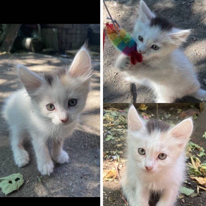 Котики шукають дім