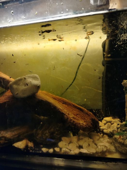 Akwarium 54l kompletne