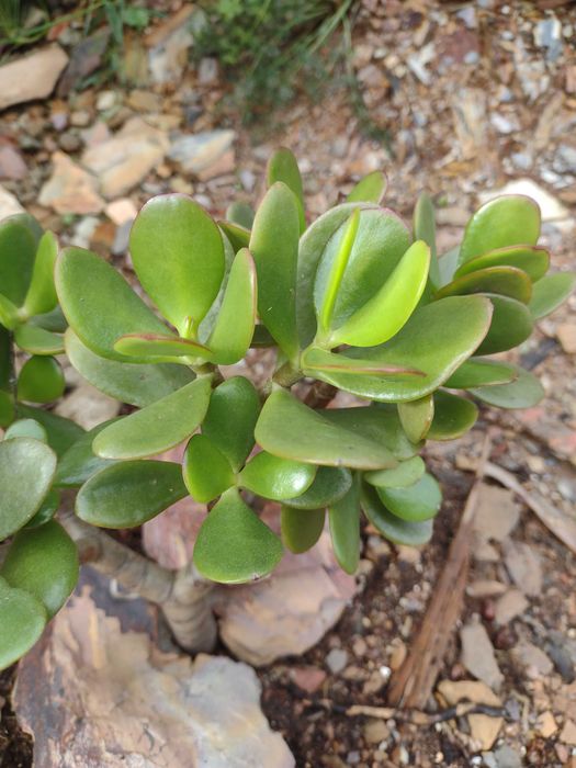 Plantas Suculentas Diversas