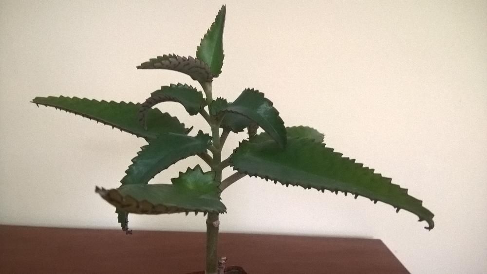 Лікувальне каланхое, листки