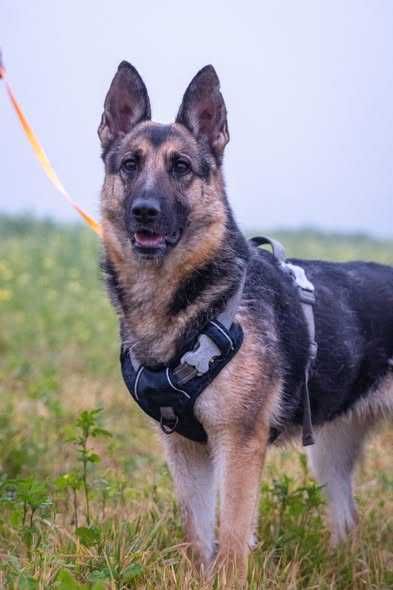 Przyjazna posłuszna Ester szuka domku