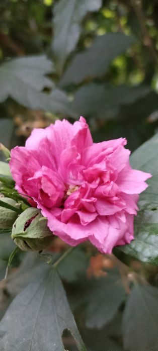 Гибискус сирийский, неприхотливый цветущий кустарник