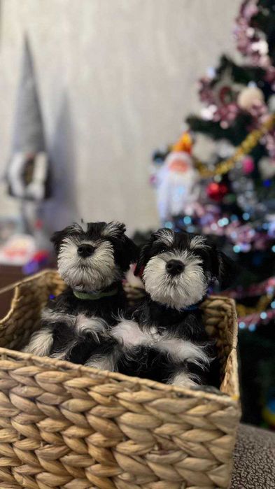 Цуцик Цвергшнауцер