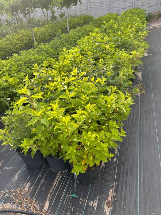 hortensja.anabelle. floks.wisteria.jeżówka