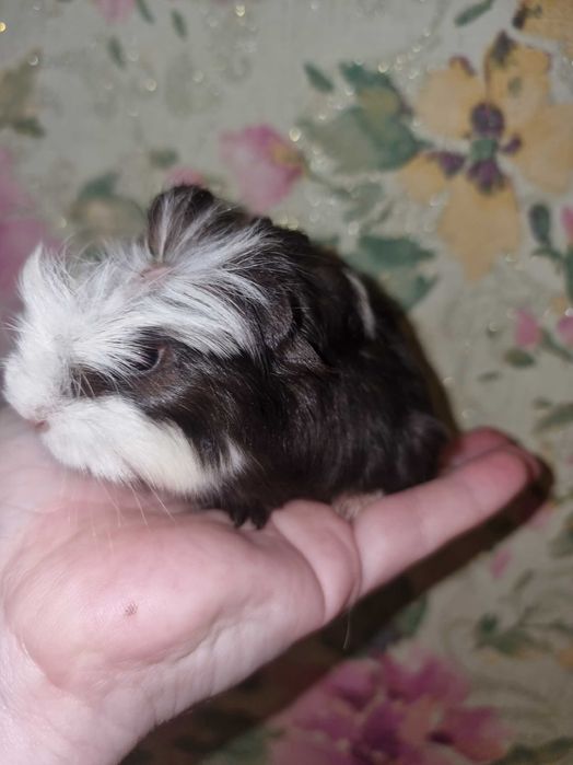 Коричнева морська свинка коронет