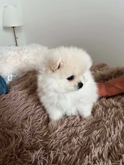 Śliczny Szpic Miniaturowy Pomeranian