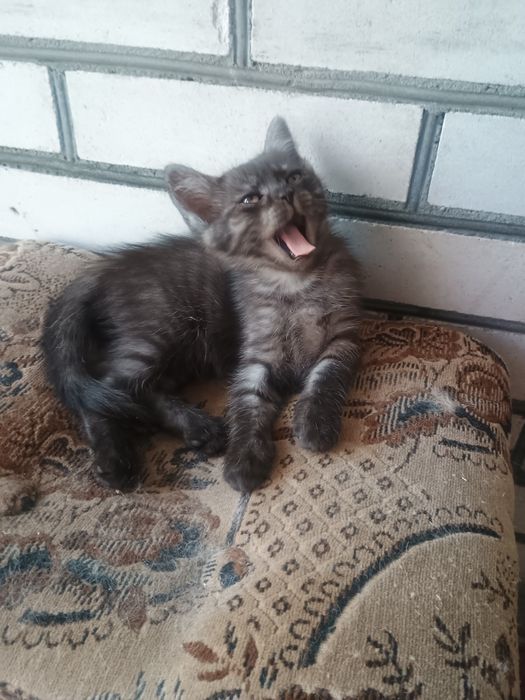 (Безкоштовно) в люблячу родину