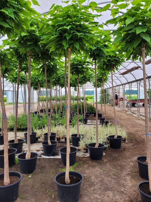 Catalpa bignoniowa nana surmia 150-220 cm katalpa wolsztyn poznan